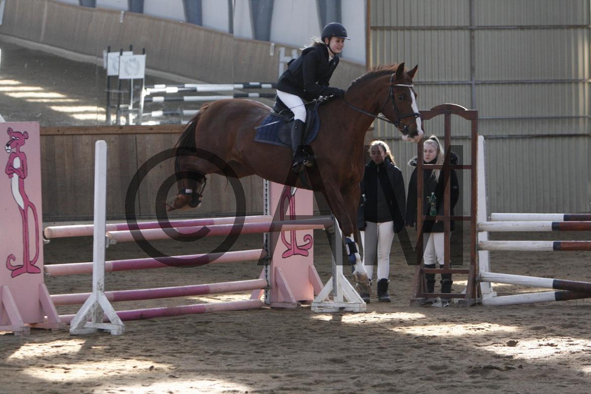 17/03 - 13 | Glostrup rideklub, spring billede 50