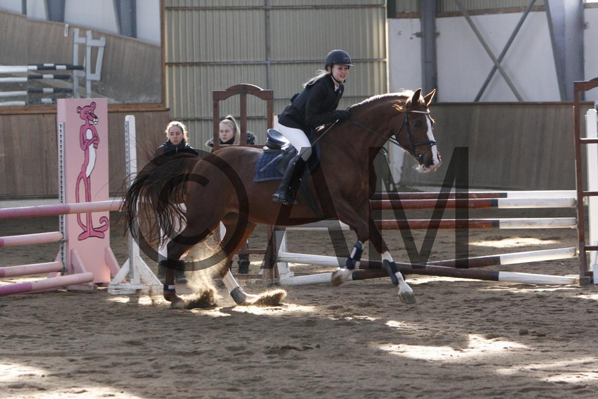 17/03 - 13 | Glostrup rideklub, spring billede 51