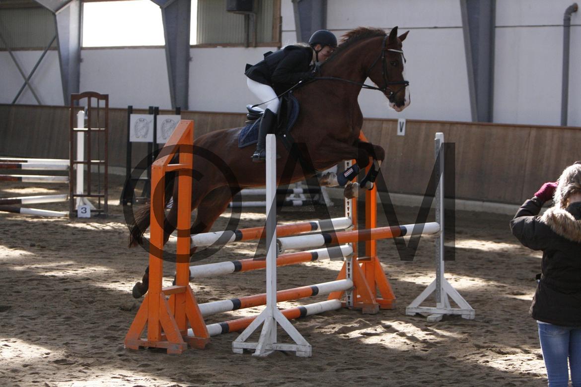 17/03 - 13 | Glostrup rideklub, spring billede 52