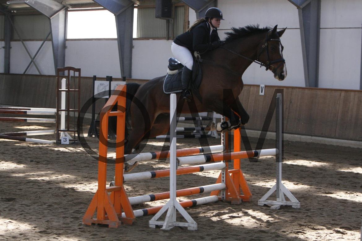 17/03 - 13 | Glostrup rideklub, spring billede 54