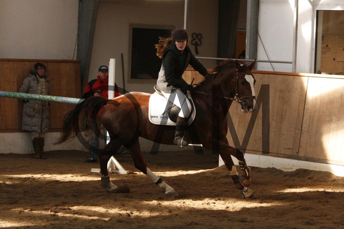 17/03 - 13 | Glostrup rideklub, spring billede 58