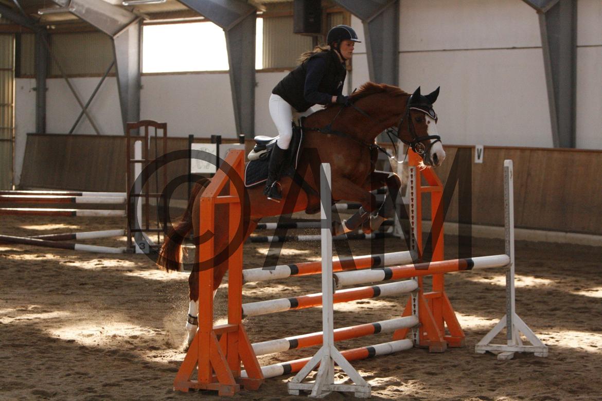 17/03 - 13 | Glostrup rideklub, spring billede 65