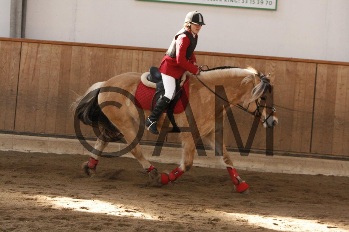 17/03 - 13 | Glostrup rideklub, spring billede 78