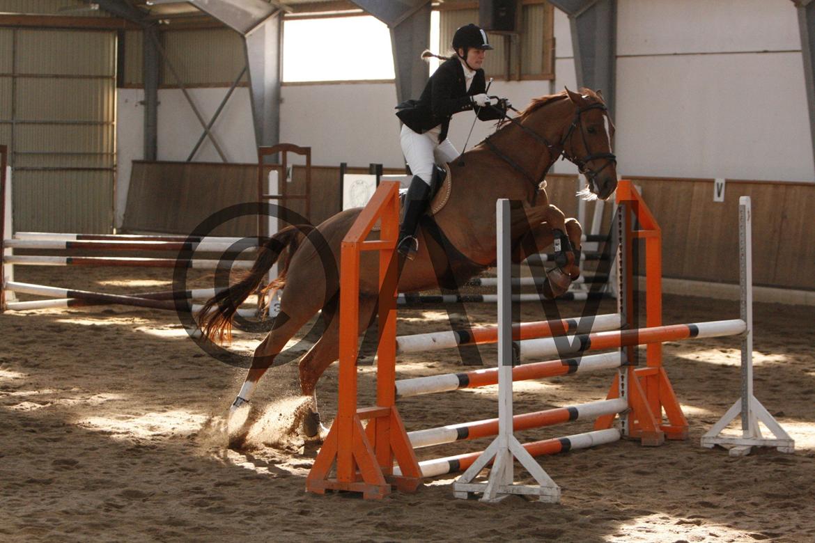 17/03 - 13 | Glostrup rideklub, spring billede 86