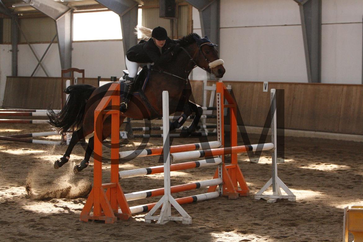 17/03 - 13 | Glostrup rideklub, spring billede 89