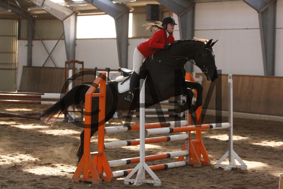 17/03 - 13 | Glostrup rideklub, spring billede 91