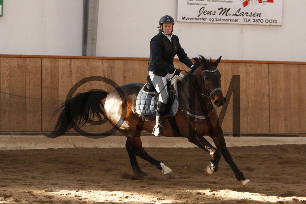 17/03 - 13 | Glostrup rideklub, spring billede 97