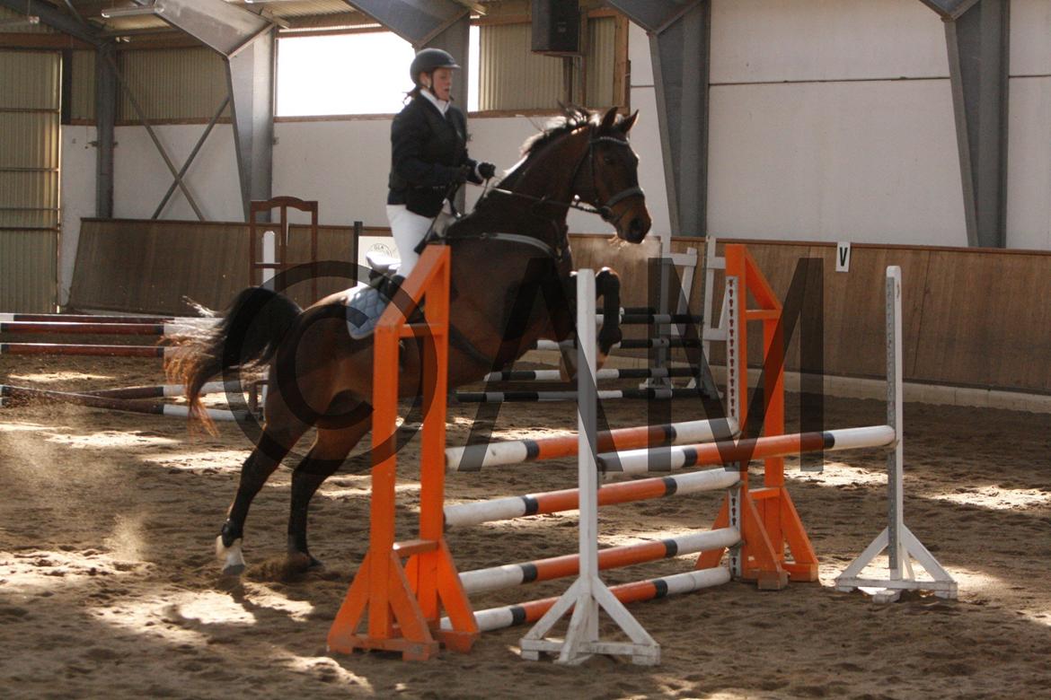 17/03 - 13 | Glostrup rideklub, spring billede 98