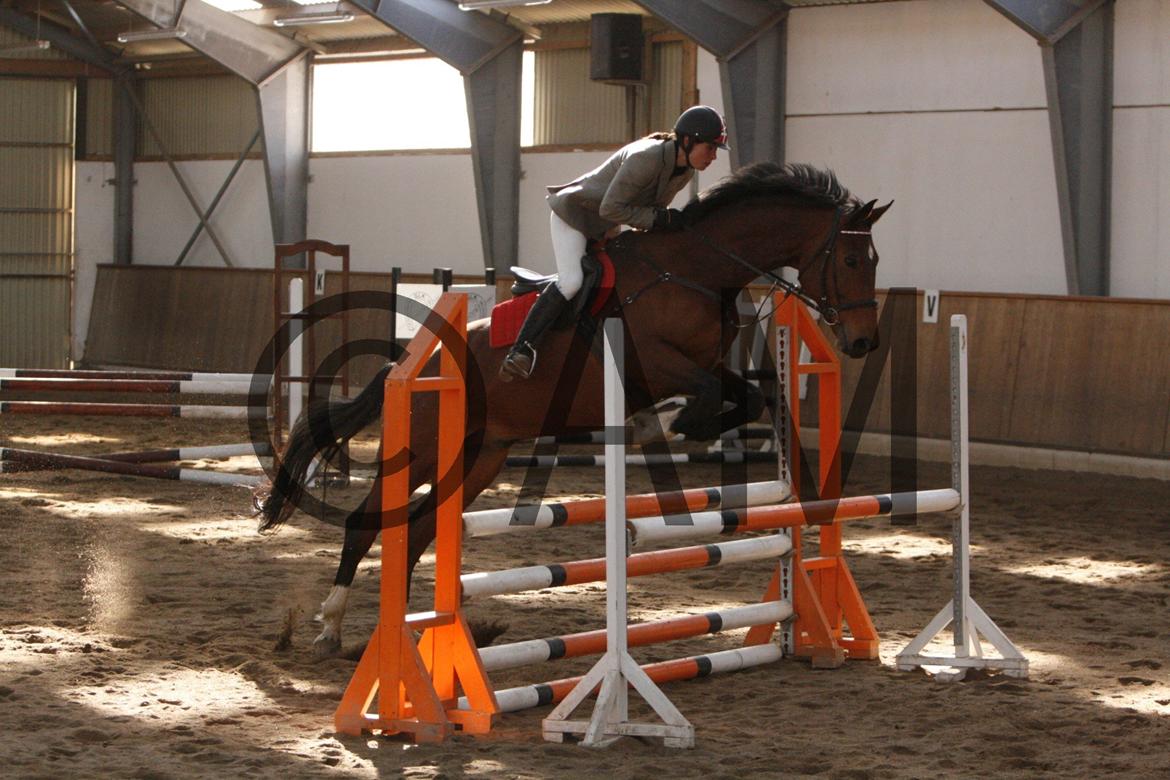 17/03 - 13 | Glostrup rideklub, spring billede 100