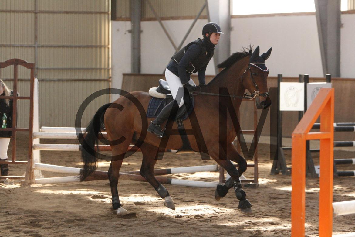 17/03 - 13 | Glostrup rideklub, spring billede 104