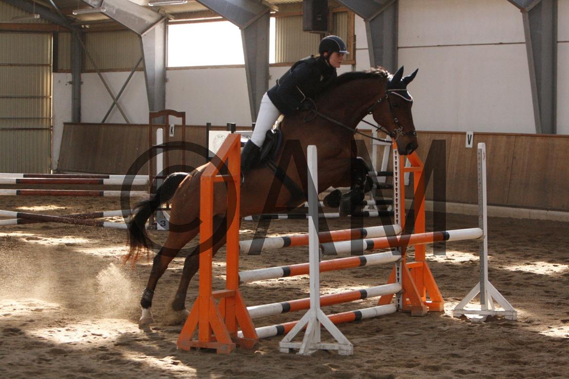 17/03 - 13 | Glostrup rideklub, spring billede 105