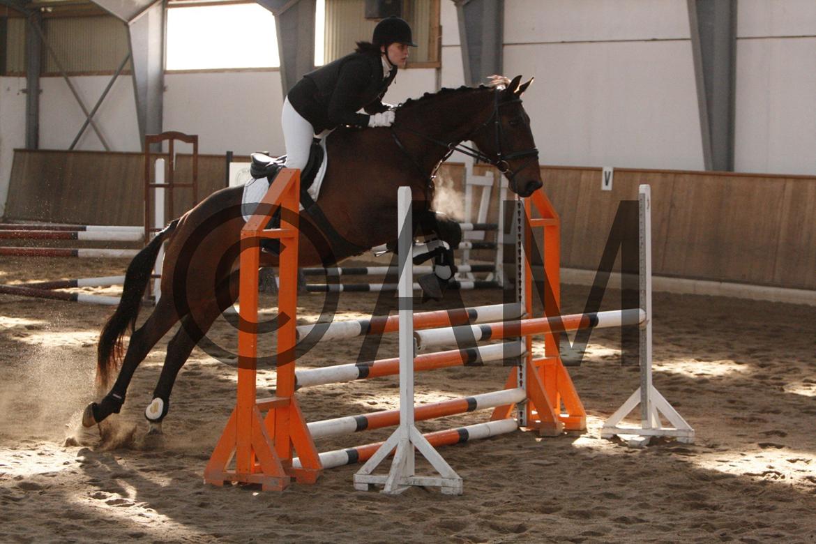 17/03 - 13 | Glostrup rideklub, spring billede 114