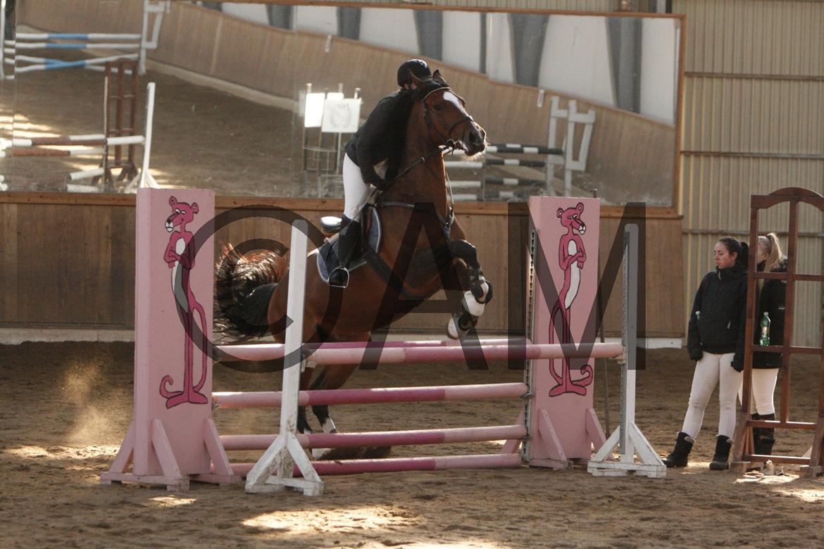 17/03 - 13 | Glostrup rideklub, spring billede 115