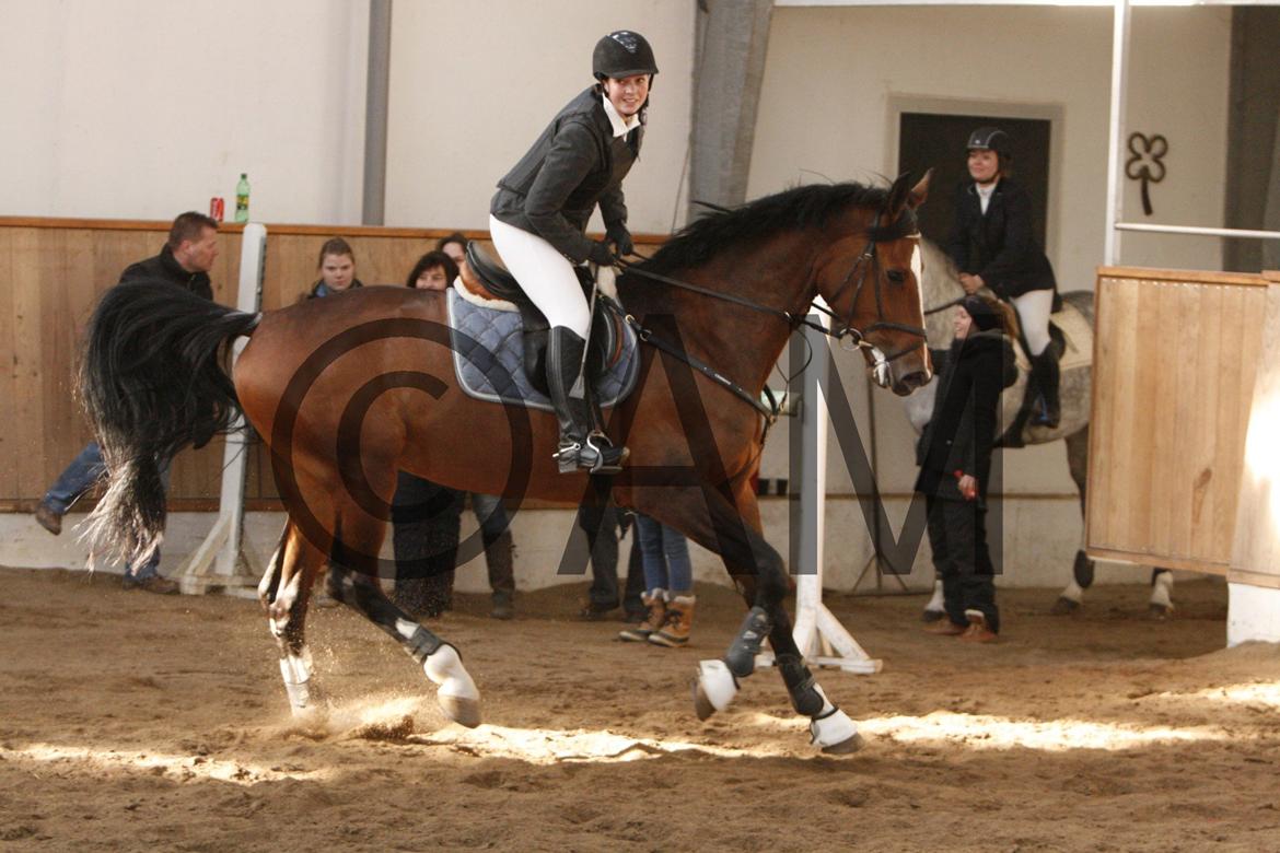 17/03 - 13 | Glostrup rideklub, spring billede 116