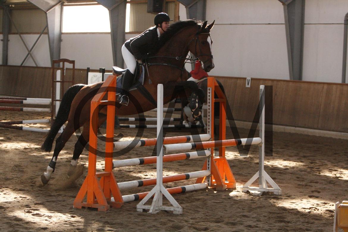 17/03 - 13 | Glostrup rideklub, spring billede 117