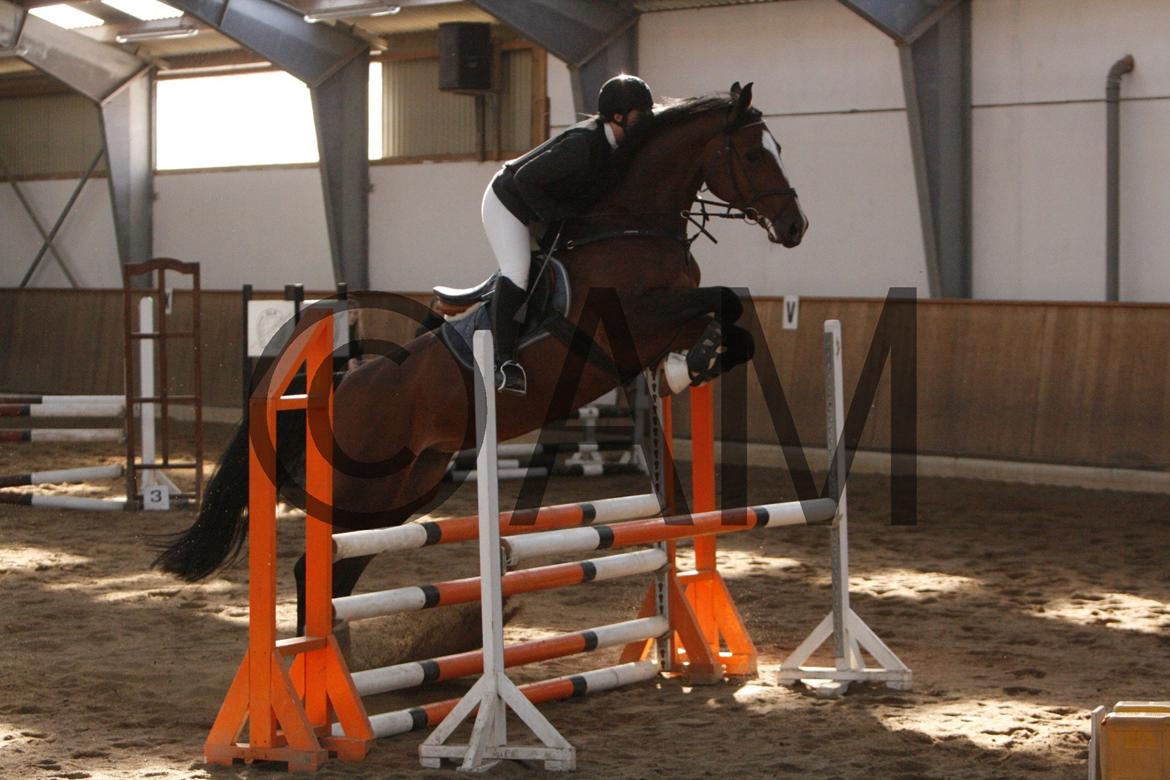 17/03 - 13 | Glostrup rideklub, spring billede 118