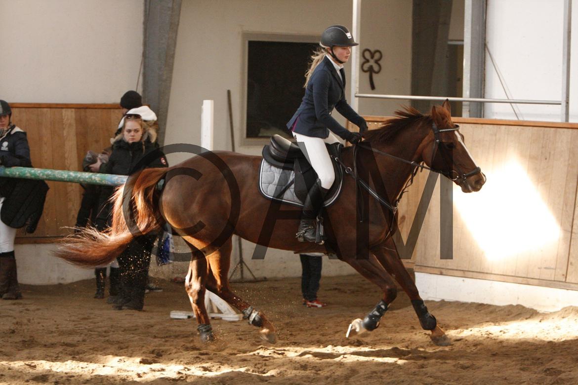17/03 - 13 | Glostrup rideklub, spring billede 129