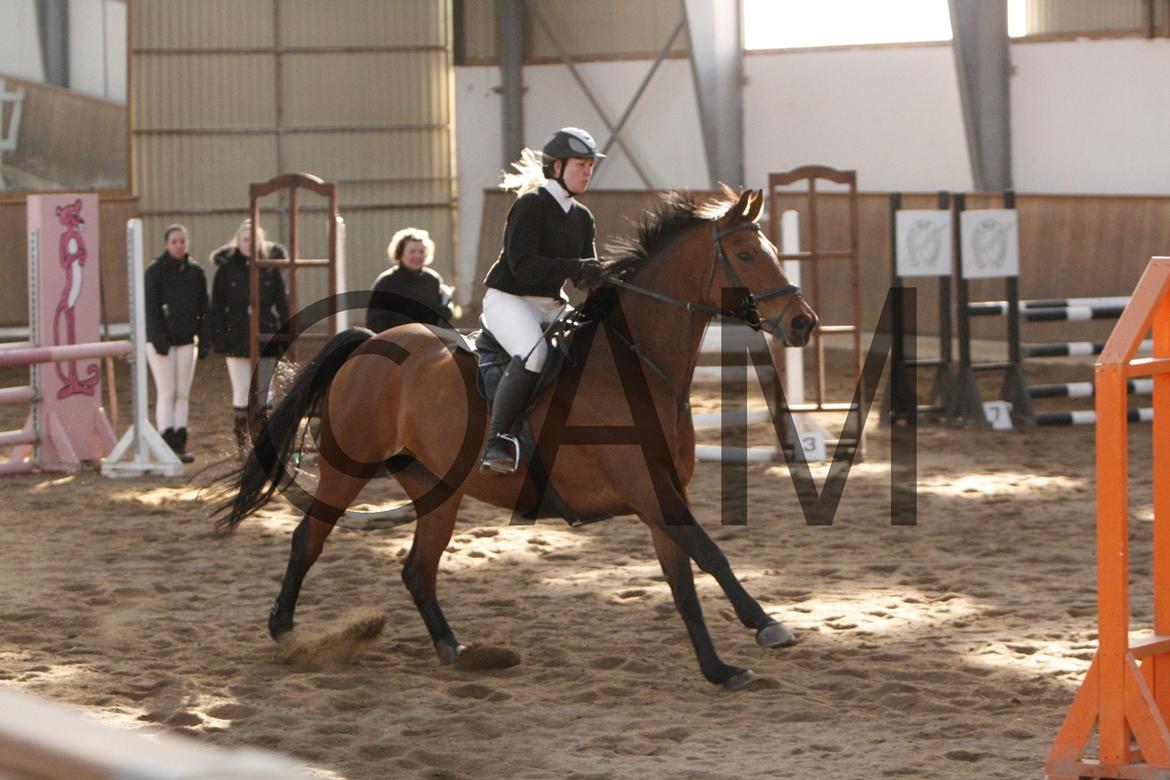 17/03 - 13 | Glostrup rideklub, spring billede 135