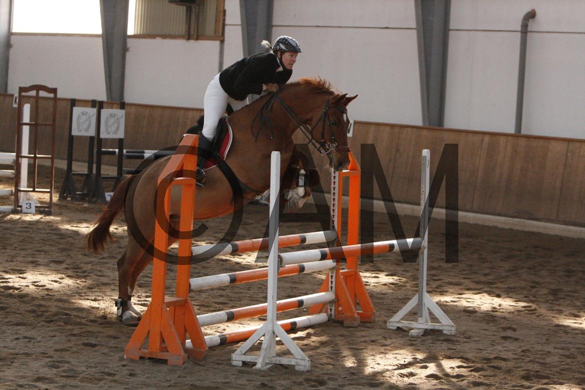 17/03 - 13 | Glostrup rideklub, spring billede 139