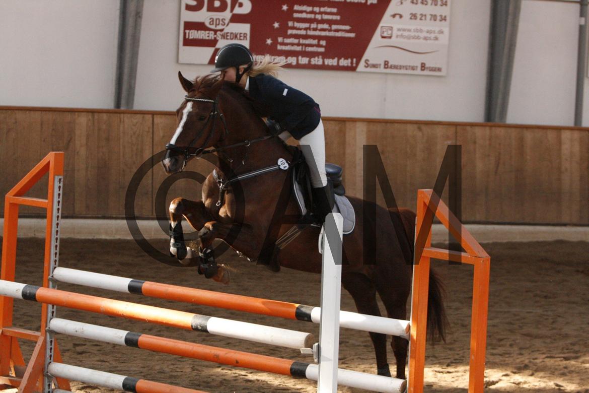 17/03 - 13 | Glostrup rideklub, spring billede 145