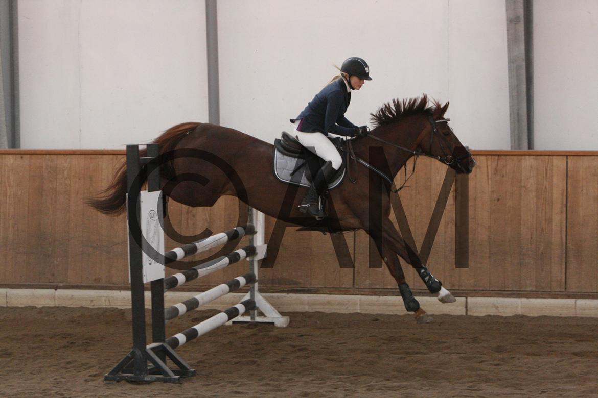 17/03 - 13 | Glostrup rideklub, spring billede 148