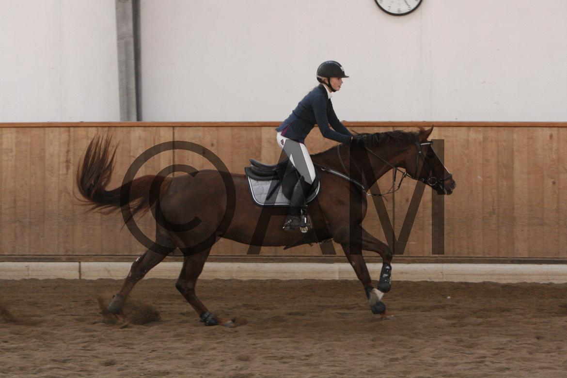 17/03 - 13 | Glostrup rideklub, spring billede 149