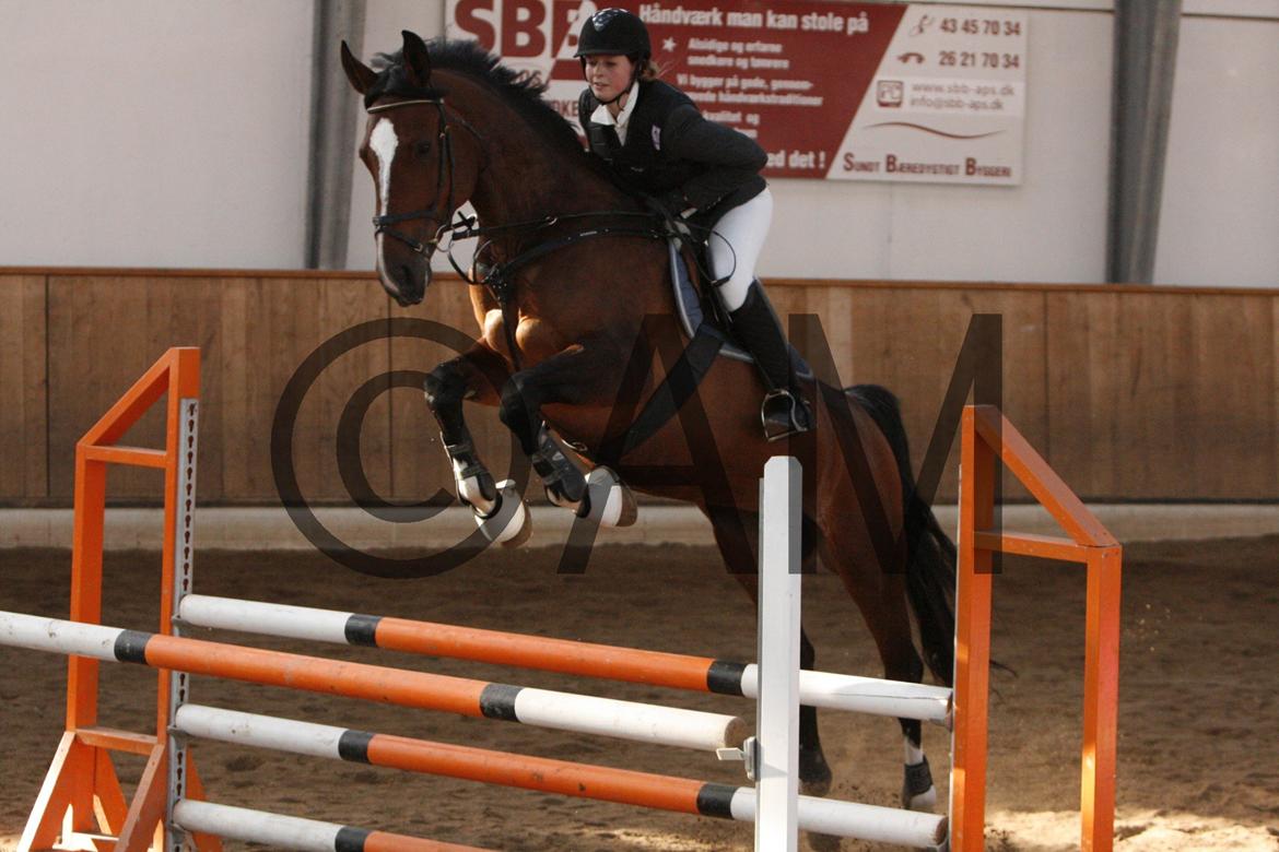 17/03 - 13 | Glostrup rideklub, spring billede 155