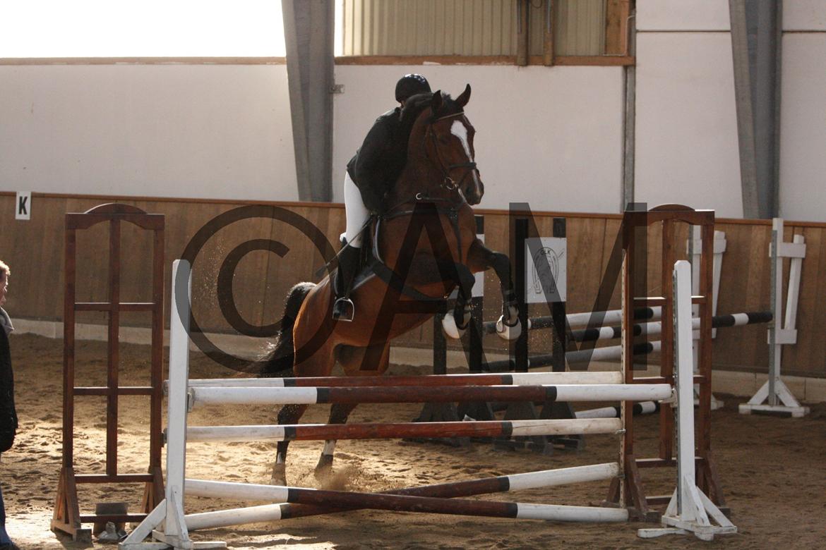 17/03 - 13 | Glostrup rideklub, spring billede 156