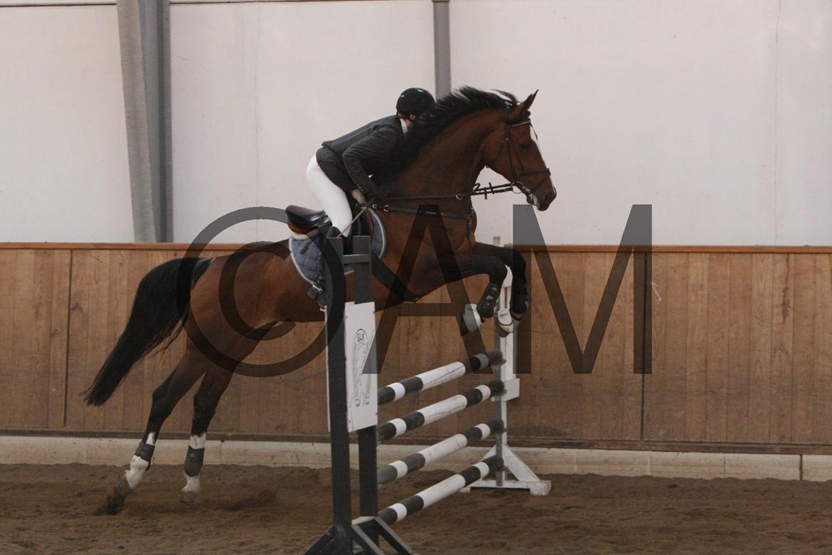 17/03 - 13 | Glostrup rideklub, spring billede 157