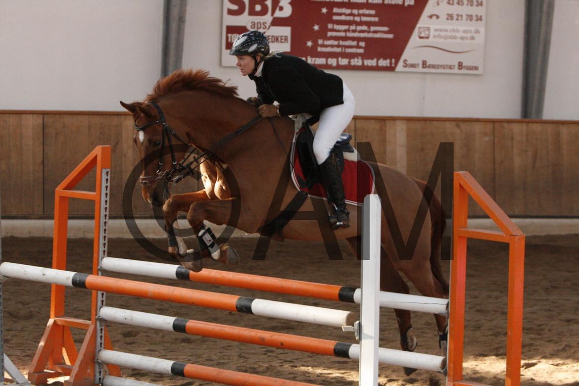 17/03 - 13 | Glostrup rideklub, spring billede 158