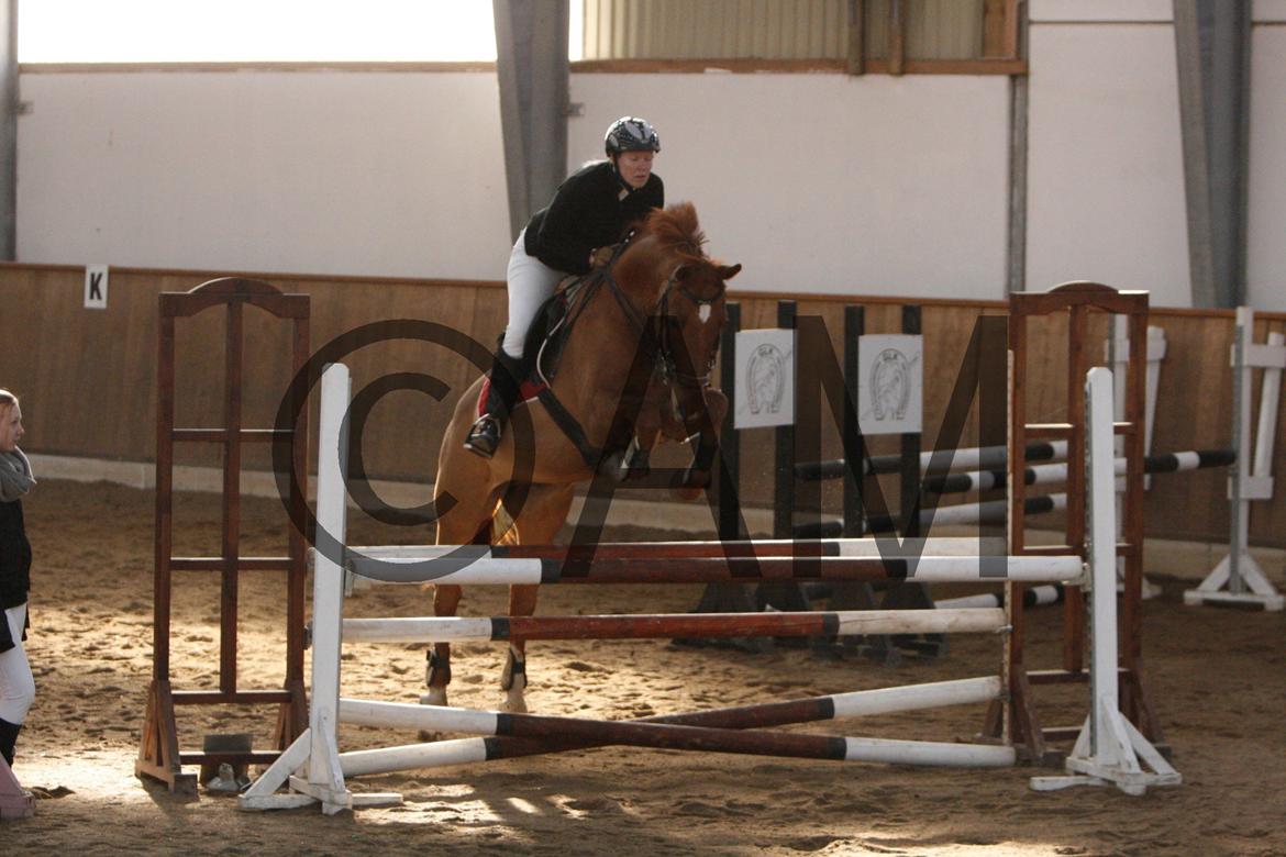 17/03 - 13 | Glostrup rideklub, spring billede 159