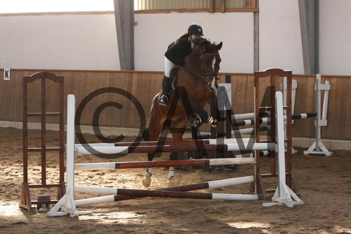 17/03 - 13 | Glostrup rideklub, spring billede 160