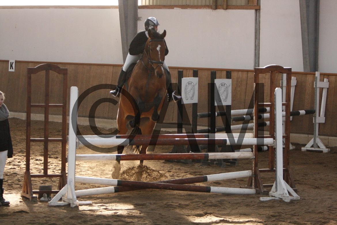 17/03 - 13 | Glostrup rideklub, spring billede 163