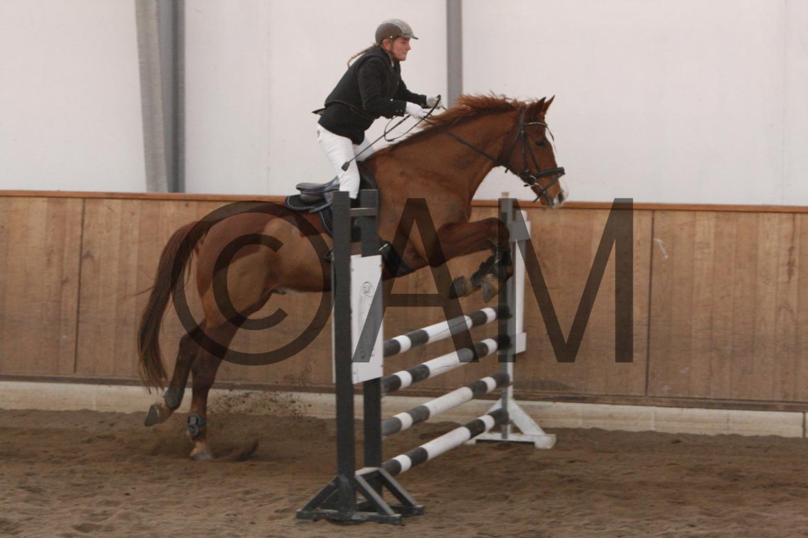 17/03 - 13 | Glostrup rideklub, spring billede 165