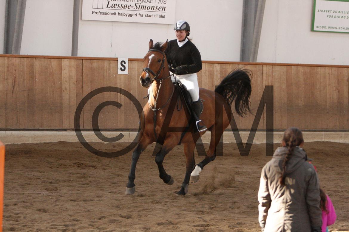 17/03 - 13 | Glostrup rideklub, spring billede 169