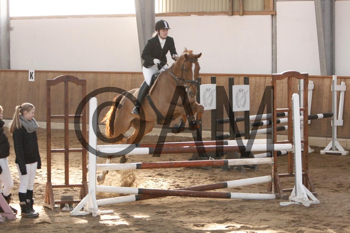 17/03 - 13 | Glostrup rideklub, spring billede 175