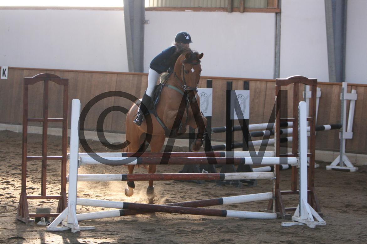 17/03 - 13 | Glostrup rideklub, spring billede 183