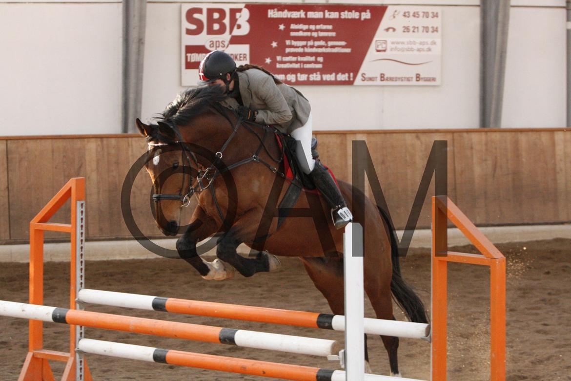 17/03 - 13 | Glostrup rideklub, spring billede 187