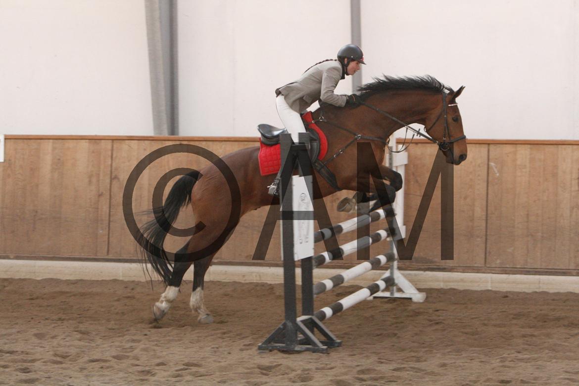 17/03 - 13 | Glostrup rideklub, spring billede 188