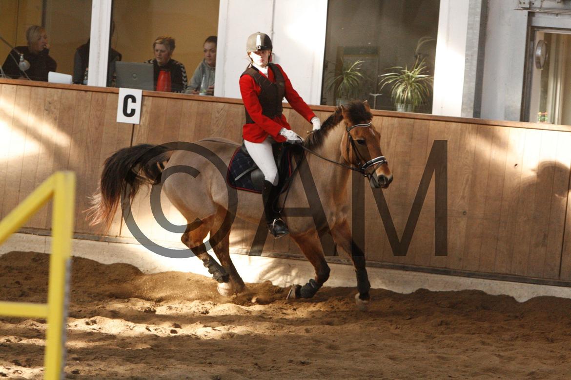 17/03 - 13 | Glostrup rideklub, spring billede 194