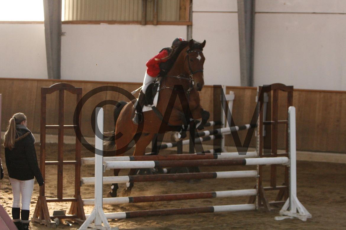 17/03 - 13 | Glostrup rideklub, spring billede 216