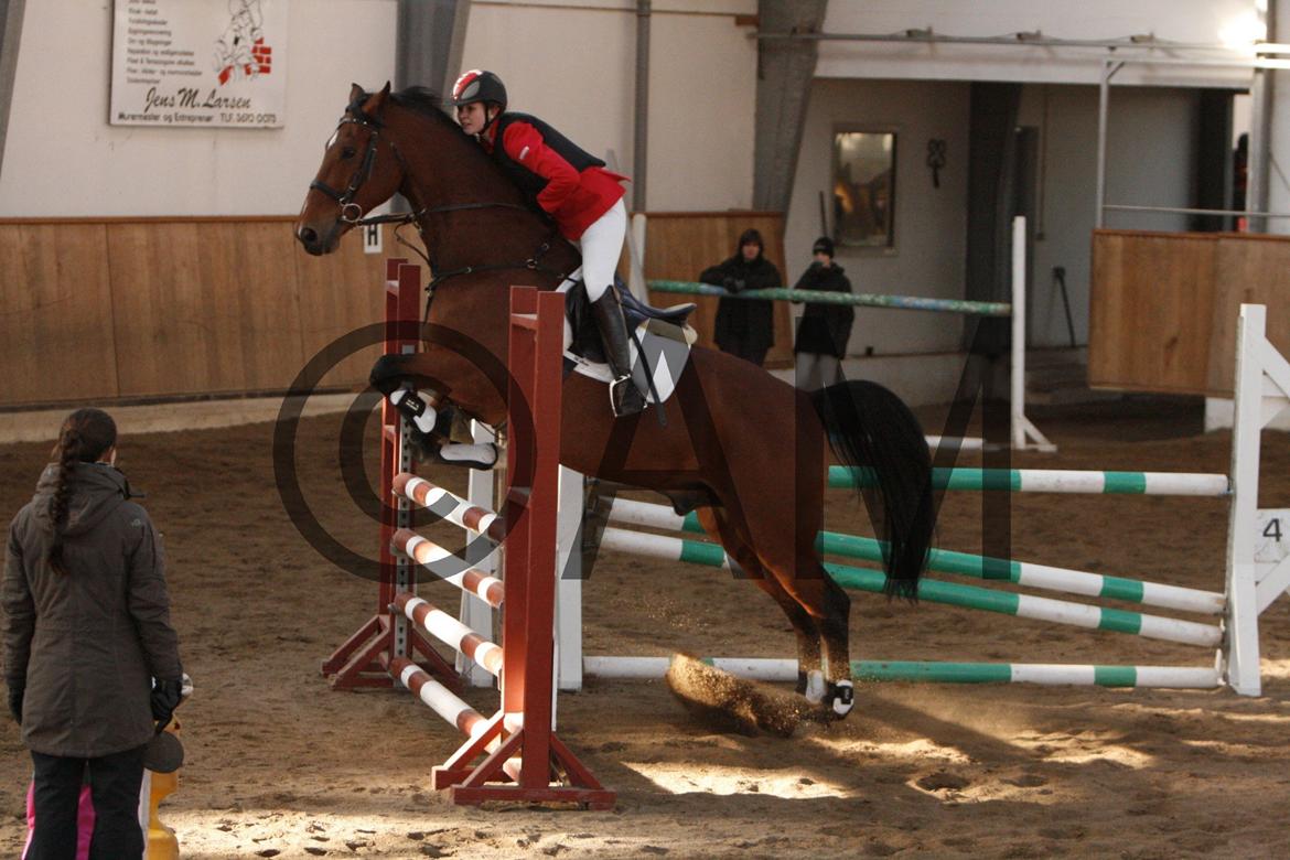 17/03 - 13 | Glostrup rideklub, spring billede 217