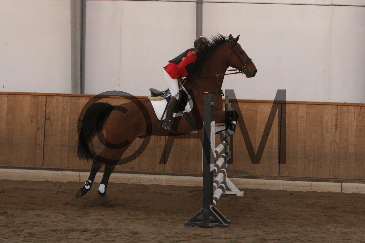 17/03 - 13 | Glostrup rideklub, spring billede 218