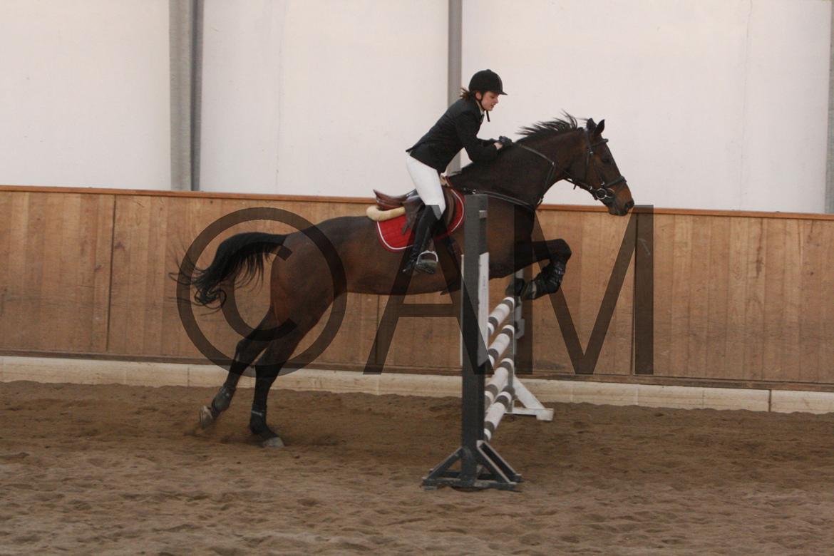 17/03 - 13 | Glostrup rideklub, spring billede 223