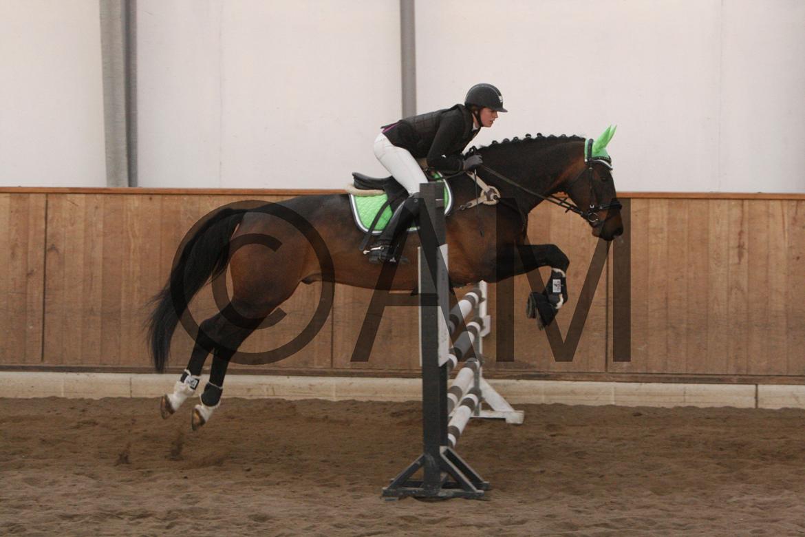 17/03 - 13 | Glostrup rideklub, spring billede 228