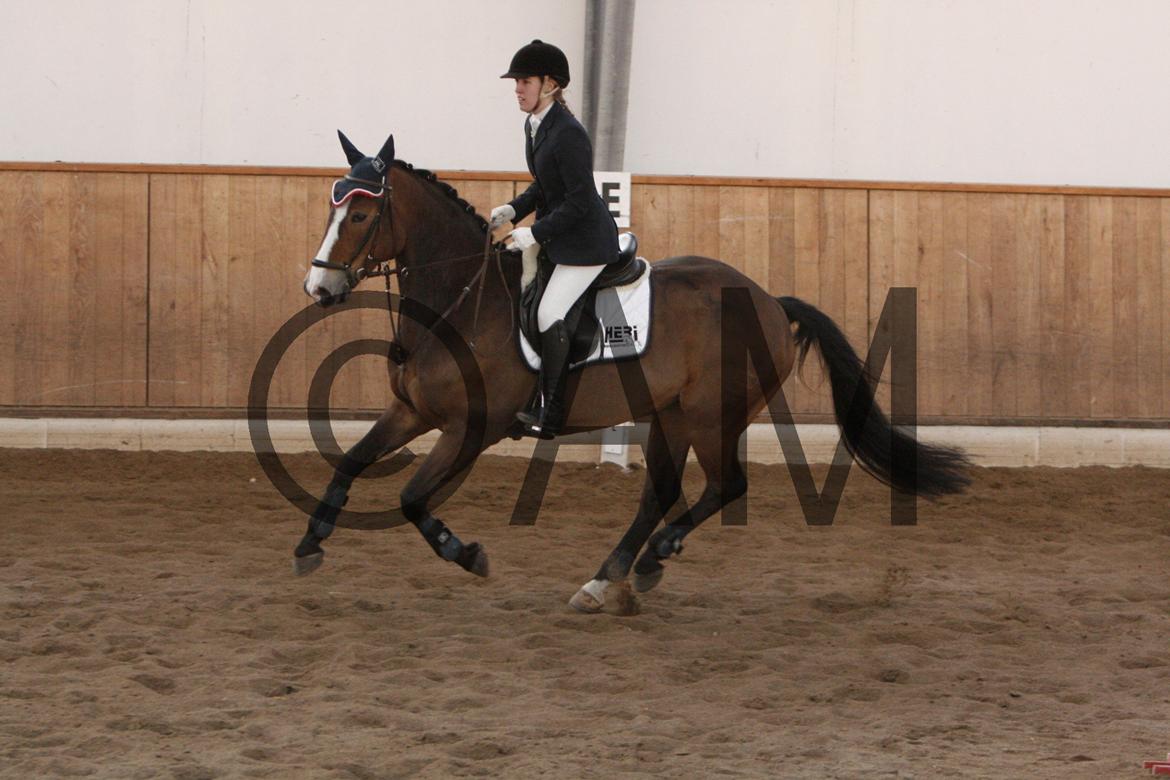 17/03 - 13 | Glostrup rideklub, spring billede 233