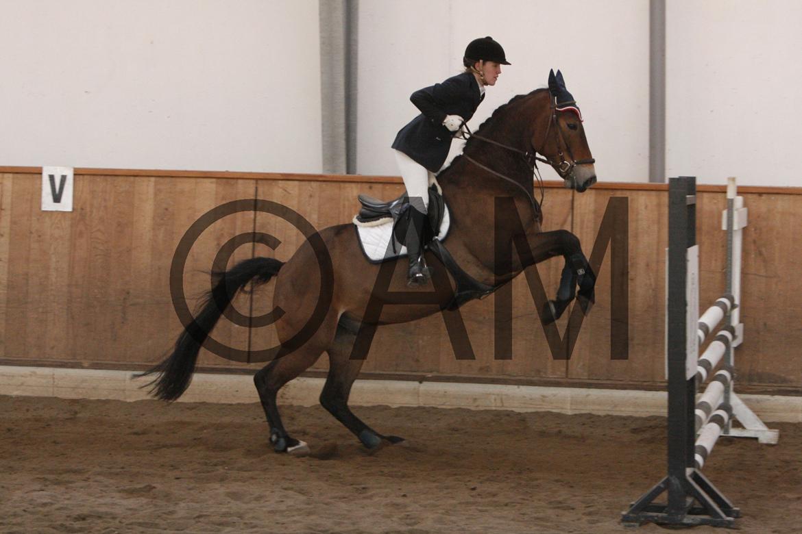 17/03 - 13 | Glostrup rideklub, spring billede 234