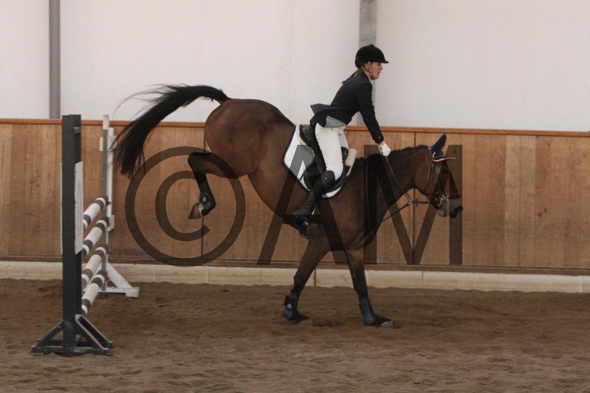 17/03 - 13 | Glostrup rideklub, spring billede 235