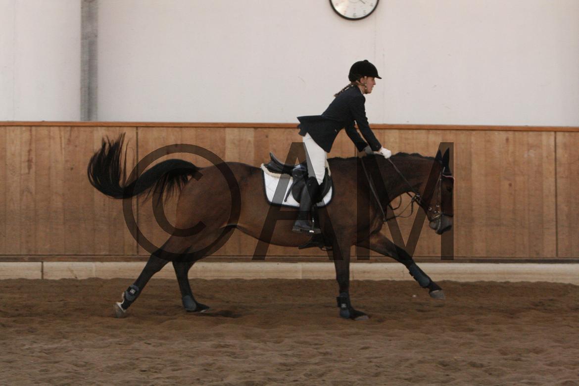 17/03 - 13 | Glostrup rideklub, spring billede 236