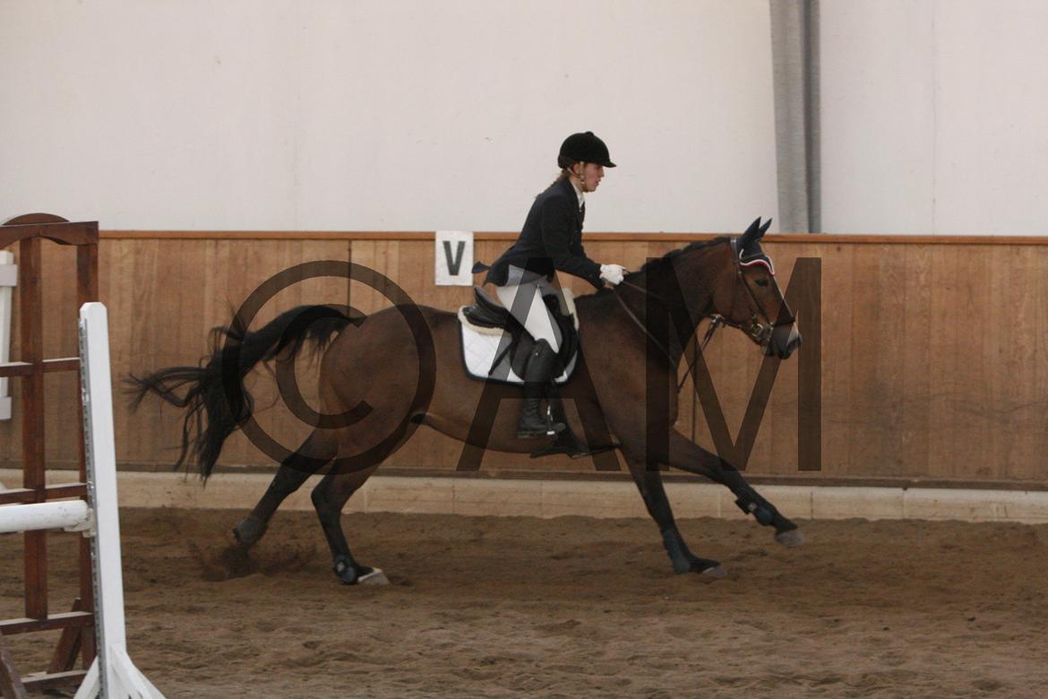 17/03 - 13 | Glostrup rideklub, spring billede 239